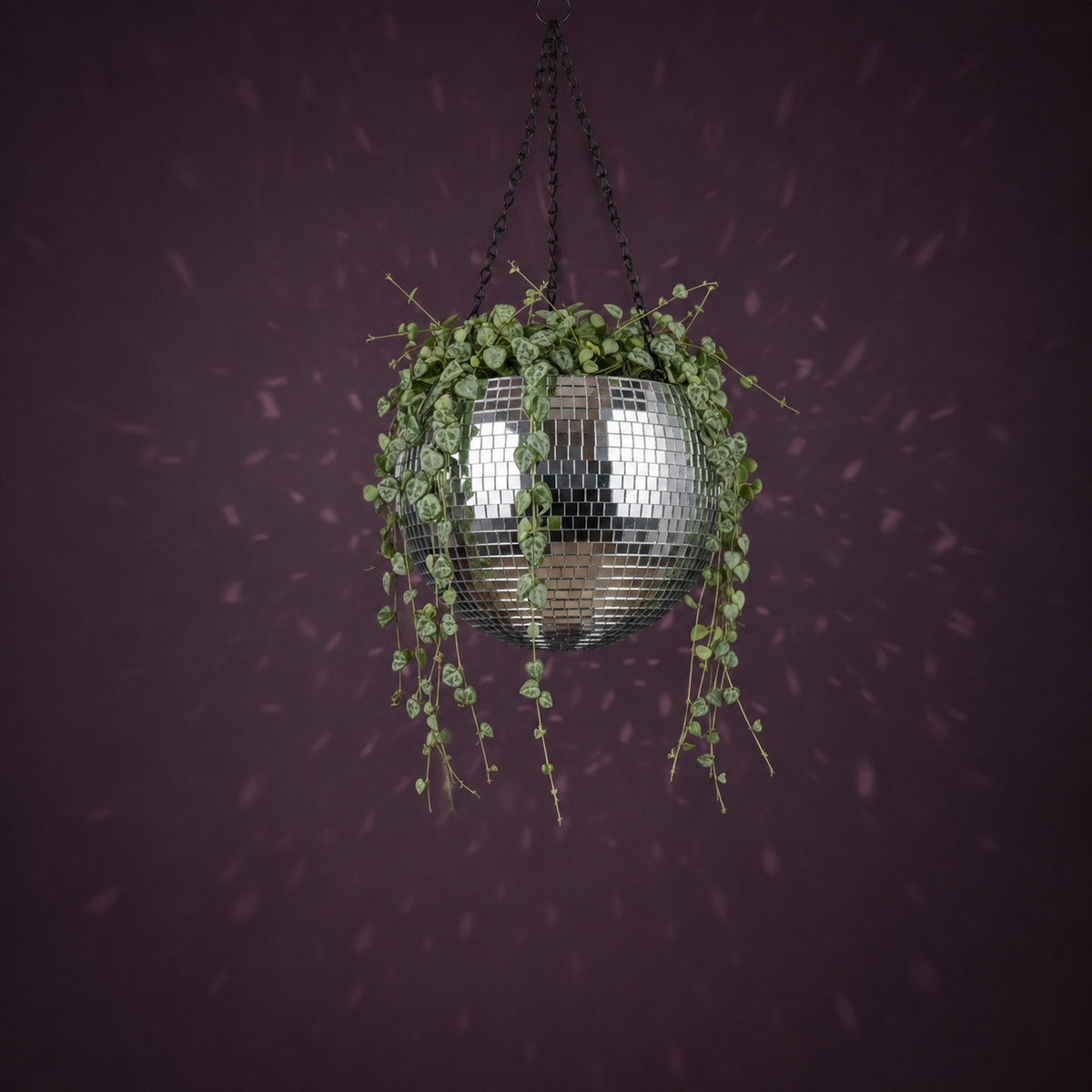 The Glitter Ball - Planted with String of Hearts