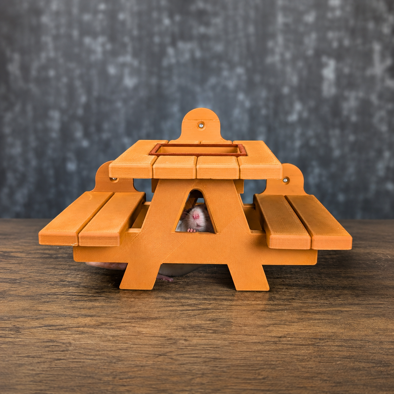 Pet rat peeking through the centre of the orange picnic bench feeder