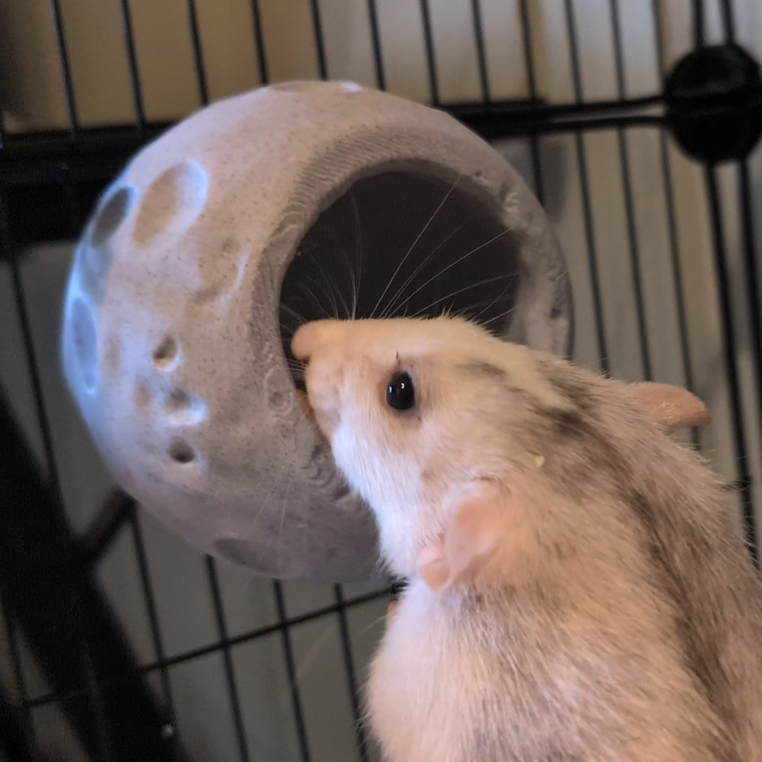 moon cup in use — Space rat cage bundle