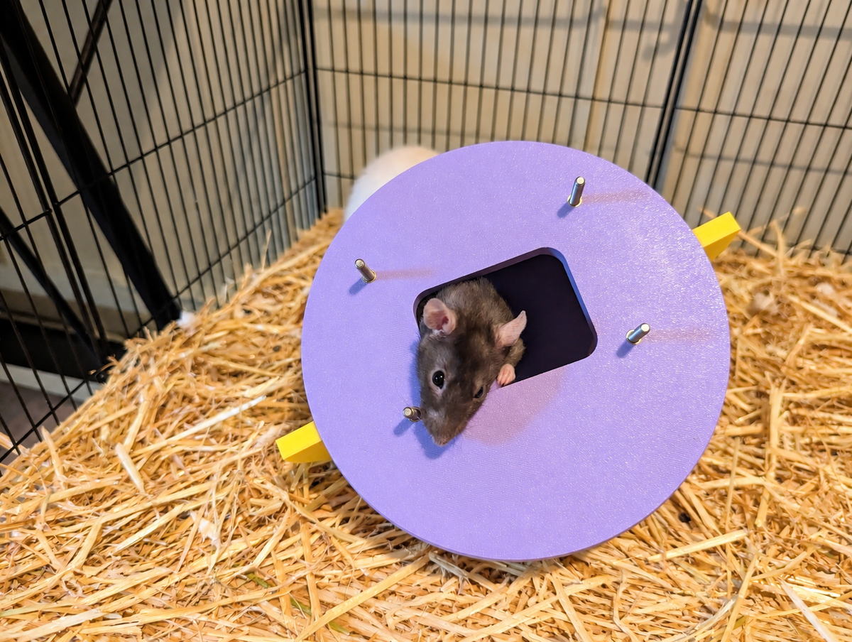 saturn rear — Space rat cage bundle
