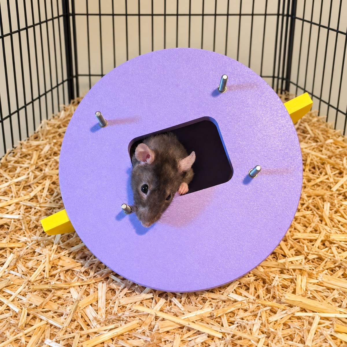 Lilac circular rear plate with four metal studs and a rat peeking through the rectangular opening.